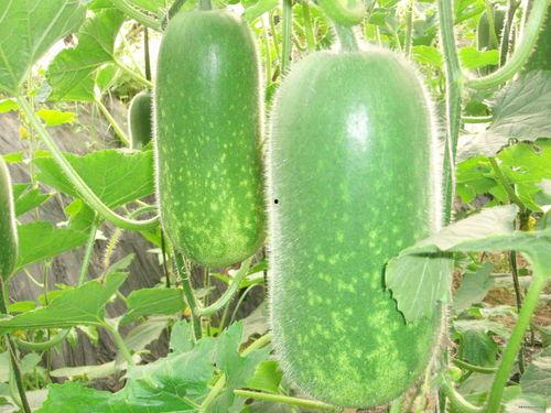 吃瓜中心今日大瓜视频,今日大瓜视频幕后真相大曝光！