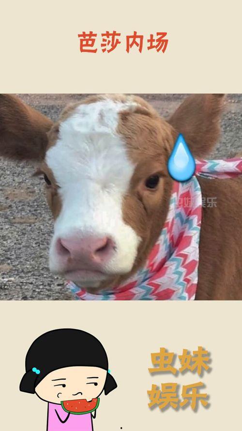 娱乐吃瓜酱的贴纸图片,揭秘娱乐圈那些不为人知的幕后故事