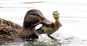 娱乐吃瓜鹅鸭视频大全